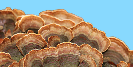 The Benefits of Turkey Tail Mushroom and Why You Should Use It