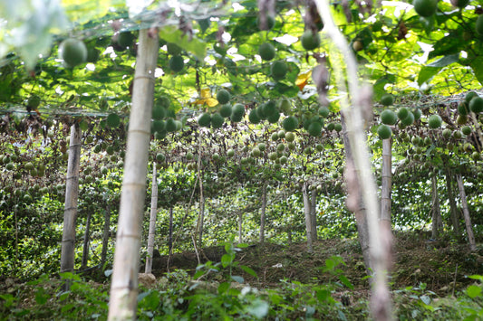 Why Monk Fruit Is a Smarter Way to Sweeten